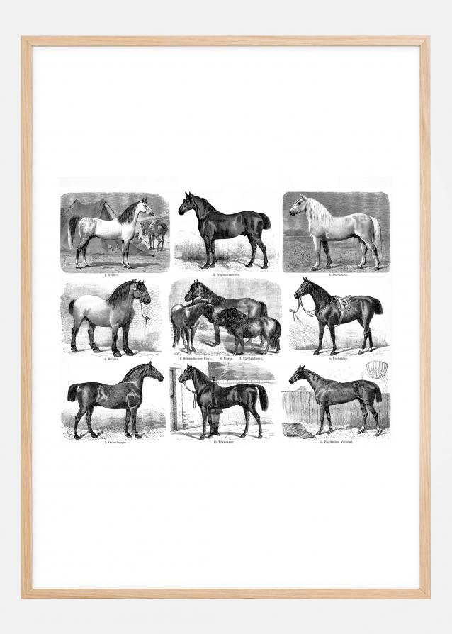 Hestevæddeløb Plakat