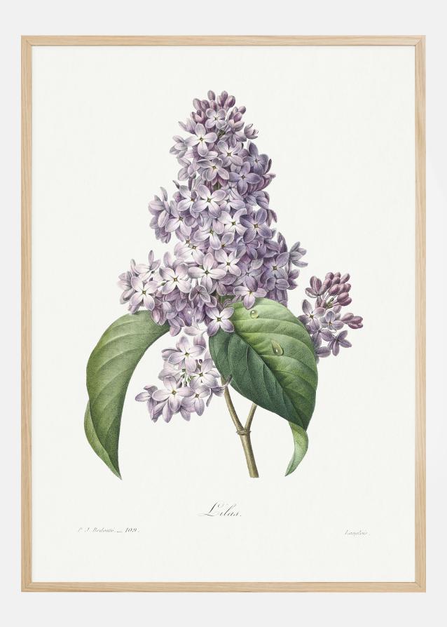 Lilac Flower Plakat
