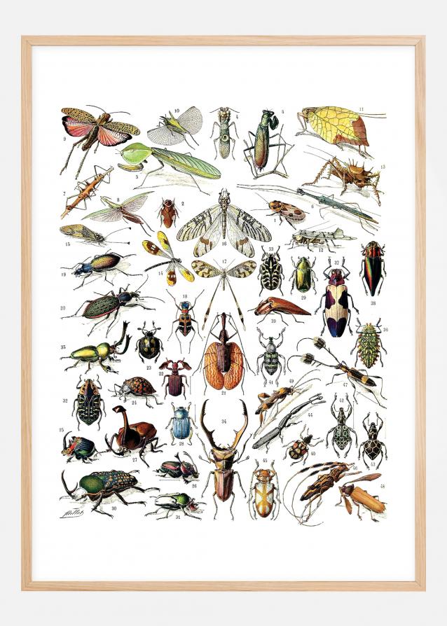 Skole - Insekter II Plakat