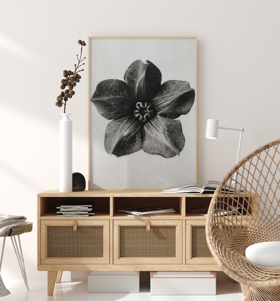 Grey Flower III Plakat