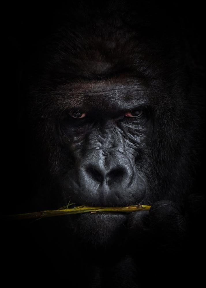 Mysterious gorilla Plakat