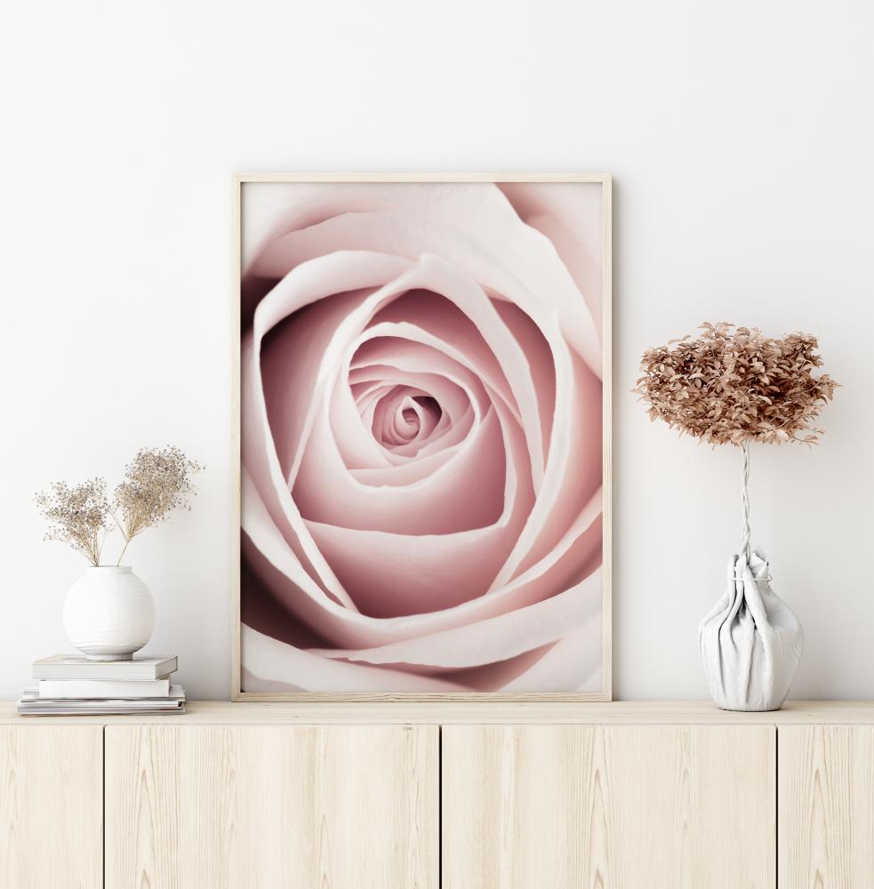 Pink Rose Plakat