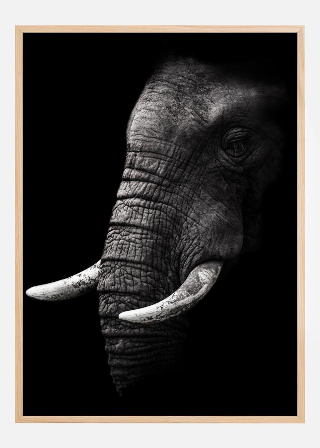 Portrait Elephant Plakat