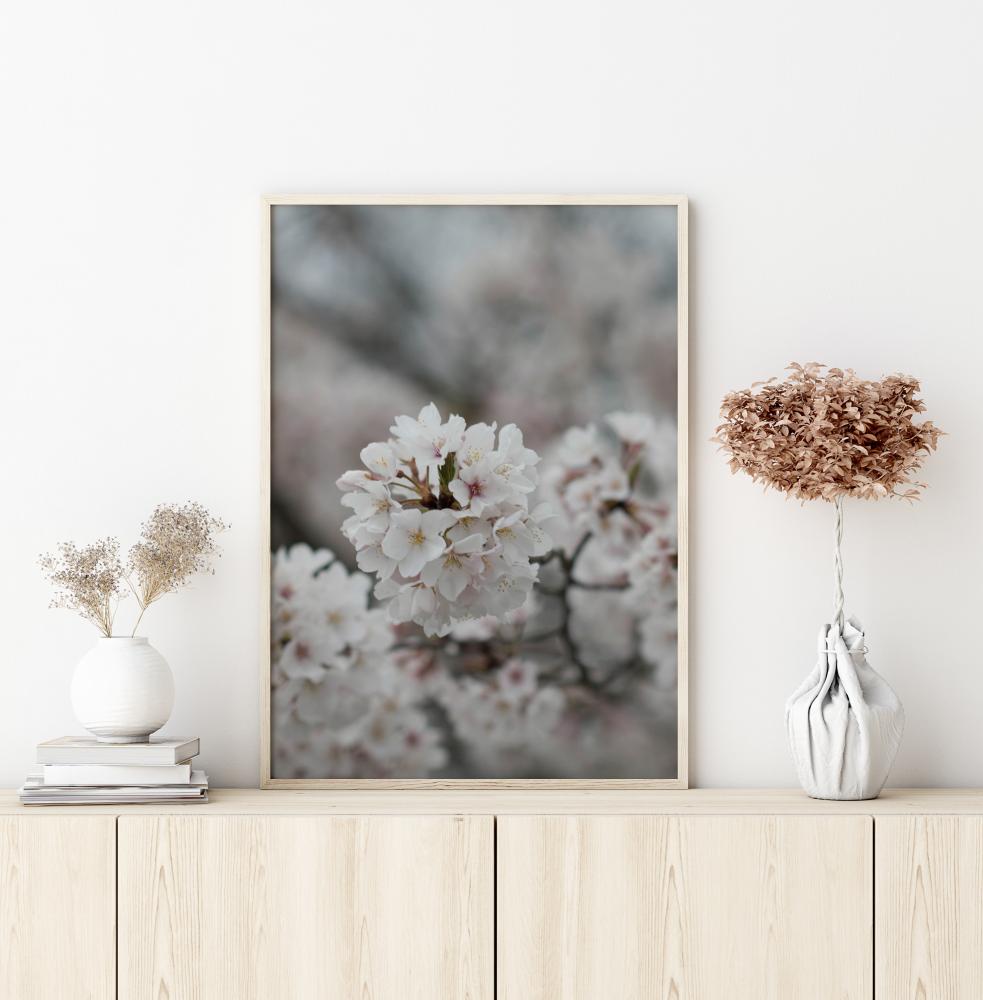 Cherryblossom Plakat