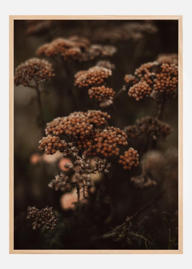 Cow Parsley Plakat