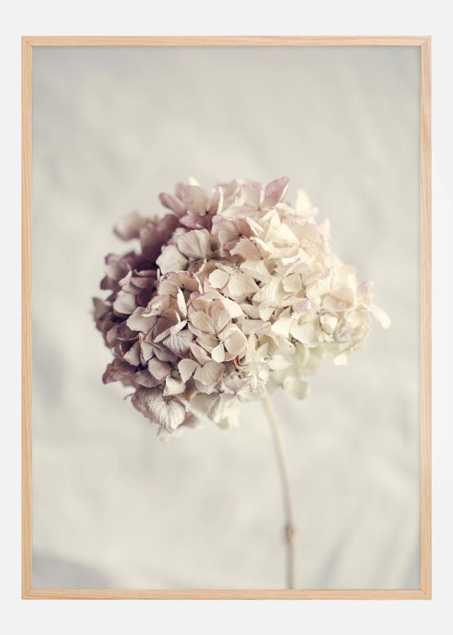 Dried Hydrangea Plakat