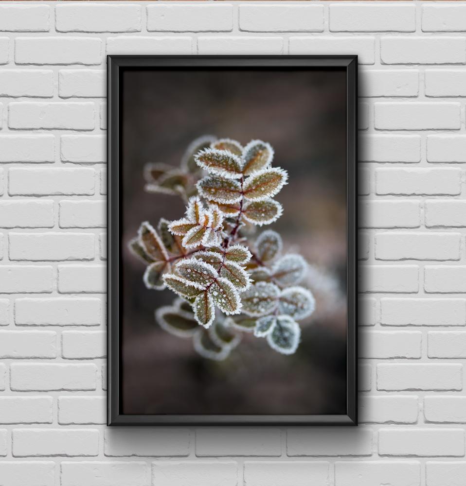 Frosty rose petals Plakat