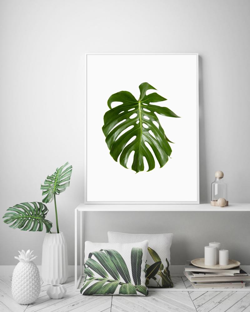 Monstera