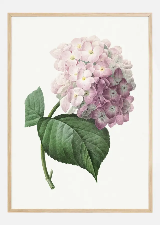 Hydrangea Macrophylla Plakat