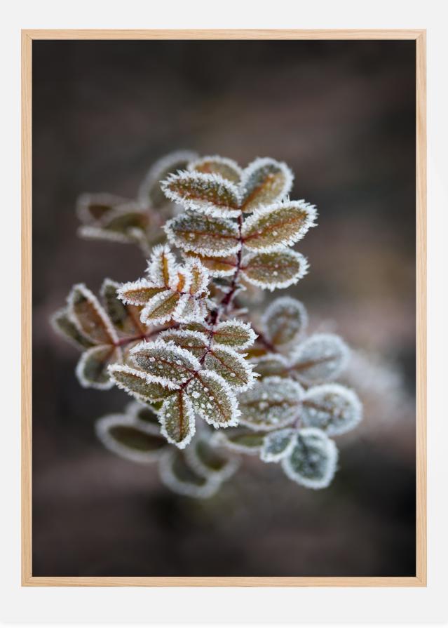 Frosty rose petals Plakat