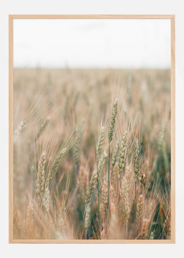 Summer Fields Plakat