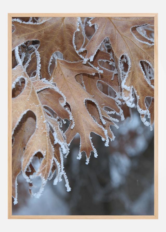 Frosty Leafs Plakat