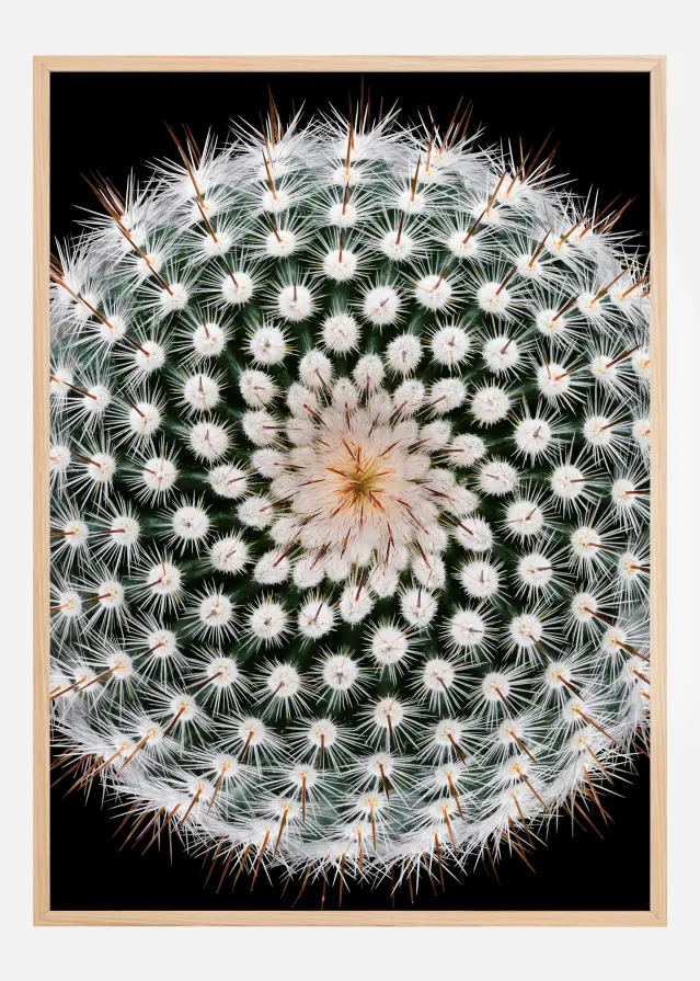 Notocactus scopa Plakat