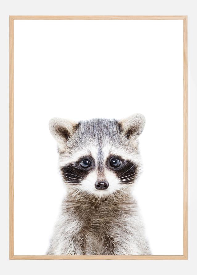 Baby Racoon Plakat