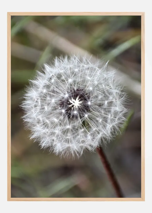 Dandelion Plakat