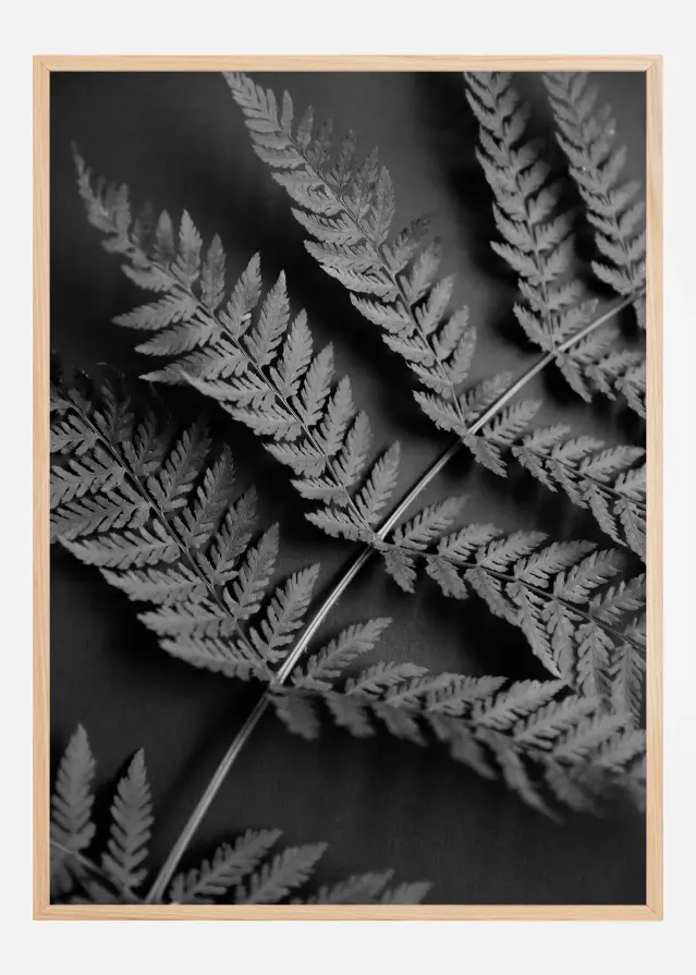 Black Fern Plakat