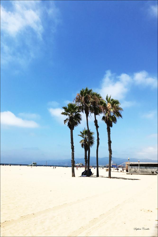 Palm Trees in Venice