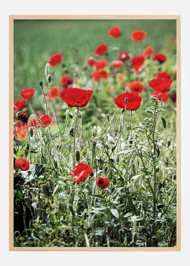 Poppy Fields Plakat