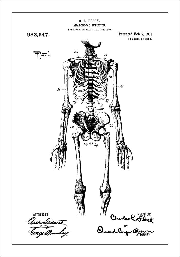 Patenttegning - Anatomisk Skelet I Plakat