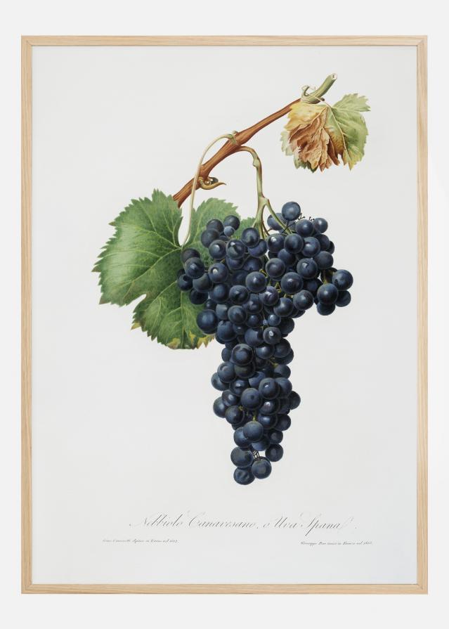 Grapes Plakat