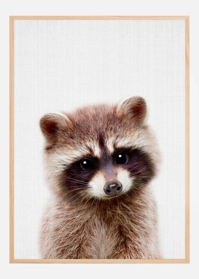 Peekaboo Raccoon Plakat